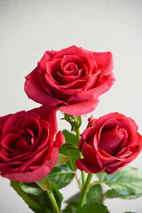 赤い薔薇