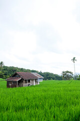 Beautiful view of rice fields in West Sumatera, Indonesia.