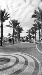 Promenade Palm Trees Paved Curved Walkway Wide Angle Black And White Street Scene. Urban Nature Contrast