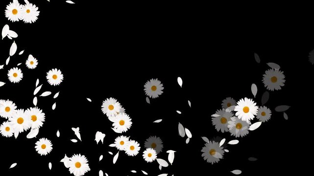 white daisies flower trail alpha channel animation, cosmetic beauty and wave isolated motion design element