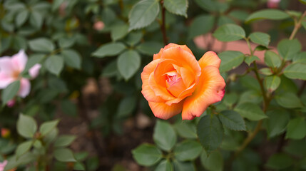 Rose 'Wandering Minstrel' (rosa) a summer flowering hybrid tea shrub plant with an orange pink  summertime flower, gardening stock photo image