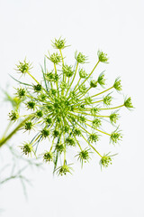 レースフラワー