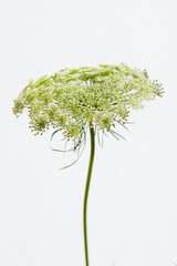 レースフラワー