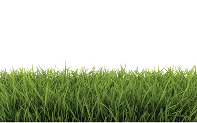 Fototapeta premium Green grass png image