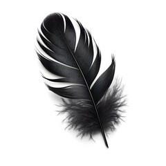 Obraz premium A black feather isolated on white background 