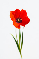 チューリップ  Tulip