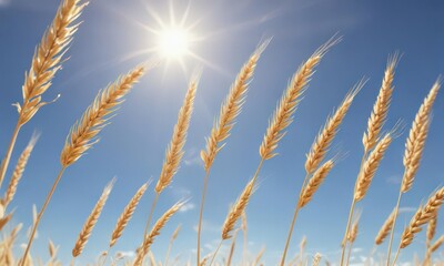 Fototapeta premium Golden wheat swaying gently in bright sunshine, blue sky above , yellow, agriculture, yellow wheat