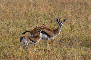 gazelles de Thomson dans le Parc du Sérengeti en Tanzanie