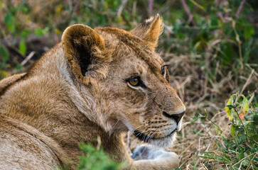 tête de lionne dans le Parc du Sérengeti en Tanzanie