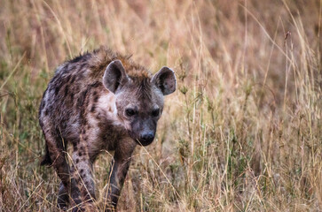 hyène dans le Parc du Sérengeti en Tanzanie