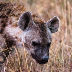 hyène dans le Parc du Sérengeti en Tanzanie