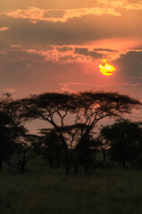 coucher de soleil dans le Parc du Sérengeti en Tanzanie