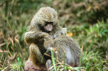 babouins dans le Parc du Sérengeti en Tanzanie