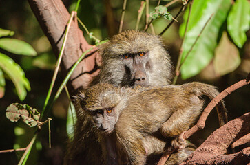babouins dans le Parc du Sérengeti en Tanzanie