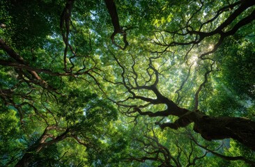 Fototapeta premium Lush forest canopy viewed from below, showcasing intricate branches.