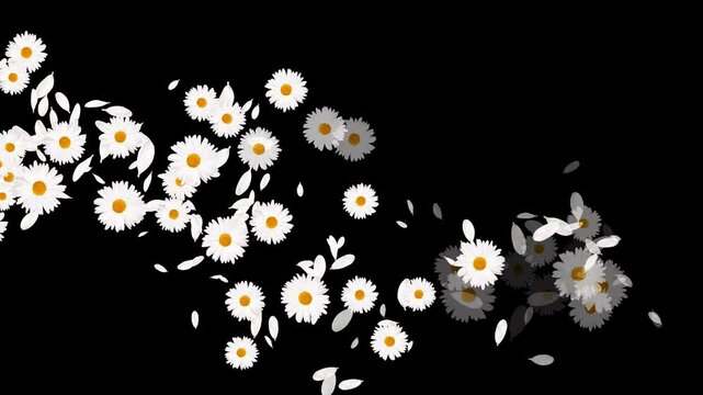 white daisies flower trail alpha channel animation, cosmetic beauty and herbal tea drink isolated motion design element