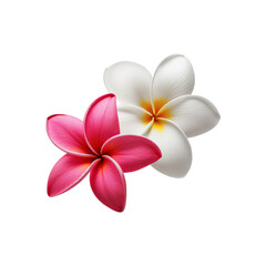 Naklejka premium Pink and white Plumeria flower on transparent background