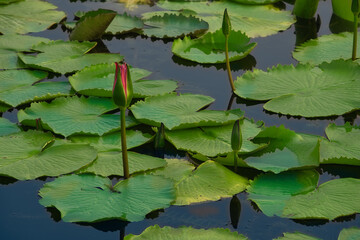 A pond with lotus leaves and two lotus flowers
