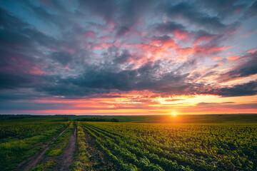 Cultivated fields stretch towards the horizon, where vibrant colors of sunset paint the sky in a calm rural landscape.