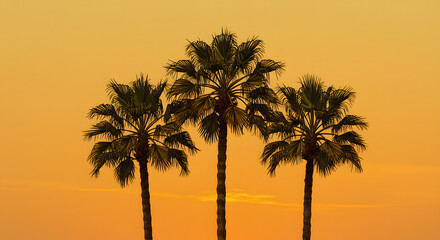 Obraz premium A digital art of three tall palm trees stand side by side