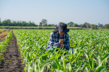 Agronomist Using Technology in Agricultural Corn Field. Farmer Agronomist Inspecting Corn with a Tablet.