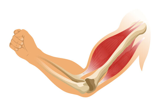 Arm muscle biceps with skeleton. Muscle tension of human hand on white background. Bones and joints in male silhouette. Medical illustration of hand for clinic or hospital