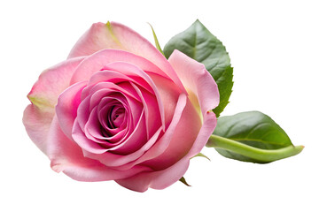 Fototapeta premium A gentle pink rose with leaves on plain space isolated on transparent background.