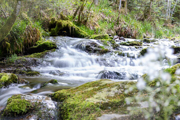 Idyllischer Waldbach mit fließendem Wasser
