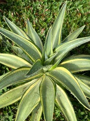 Obraz premium aloe vera plant