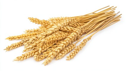 Golden Wheat Stalks Harvested and Prepared for Agricultural Display