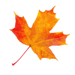Obraz premium Autumnal maple leaf, vibrant colors