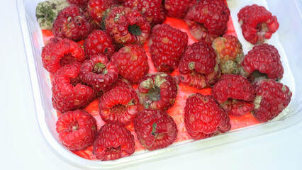Moldy raspberries close-up on white background, expired products, consumer protection, health hazard, rot, detail, berries
