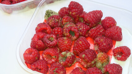 Moldy raspberries close-up on white background, expired products, consumer protection, health hazard, rot, detail, berries