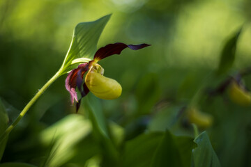 Beautiful rare flower orchid Slipper orchid - Cypripedium calceolus in the wild