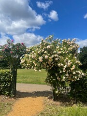 Obraz premium blooming apple tree