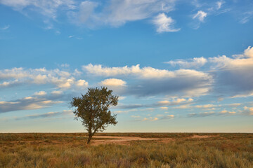 Desert Tree Under Blue Sky