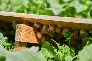 Close-up of snails on a wooden rack in a snail farming facility, surrounded by lush green leaves....