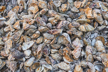 Oyster Shell Pile Background