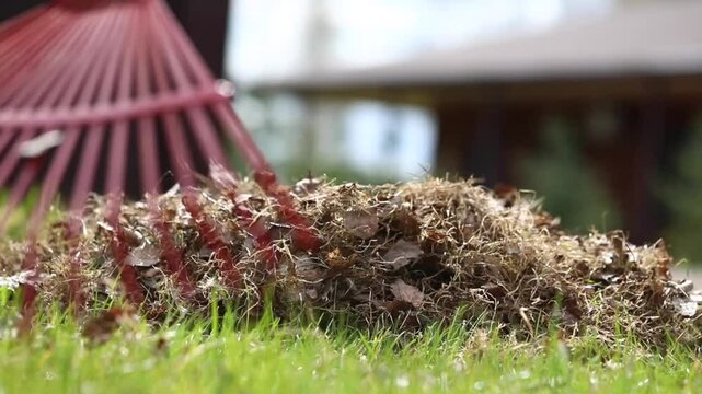 Raking fallen leaves with rakes. Support for work in the garden. Removing grass from the soil. 
