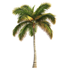 Tropical Palm Tree