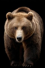 Fototapeta premium Majestic Brown Bear: A Powerful Portrait in Dark Elegance