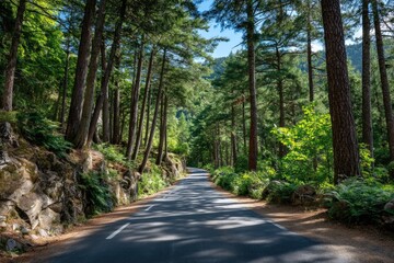 An empty asphalt road leading through a dense, vibrant forest