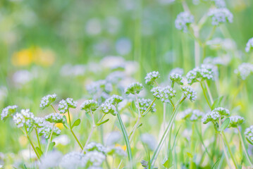 春の野原にノヂシャ