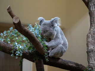 Koala feeding on eucalyptus tree