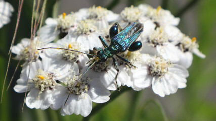 Thick-legged flower beetle (Oedemera nobilis), also known as swollen-thighed beetle, male on an umbel of yarrow flowers