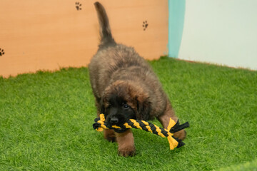 Leonberger puppies run and play in a dog kennel
