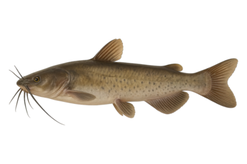 Side view of catfish with whiskers isolated on transparent background, generative ai
