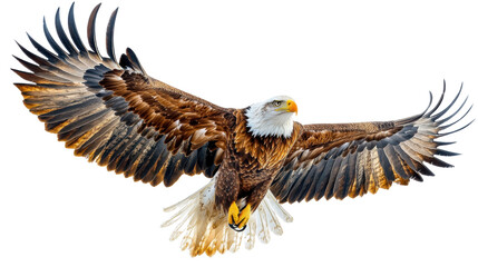 Fototapeta premium American bald eagle isolated on white background, majestic bird of prey with sharp eyes and powerful beak, symbol of strength, freedom, and patriotism, ideal for wildlife, nature, and educational them