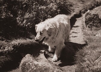 Chien 7