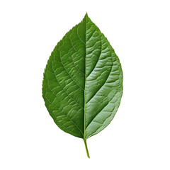 Obraz premium Green Leaf Symbolizing Nature and Growth in Vibrant Detail